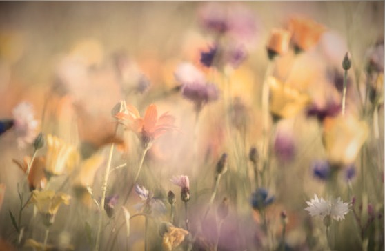 Wildflowers in soft light